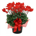2 Red Cyclamen Plants Live in 4" Pot, Already Bloom in Vibrant Color, Easy to Care for Indoor or Garden Flowering Houseplant