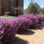 4 Fragrant Sage Salvia Live Plants, Planting in Spring Sage Plants Live, 5 to 10 Inches in Tall, Change Color (Texas)