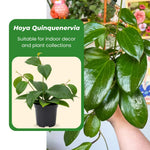 Hoya Plants Live Houseplants, Hoya Quinquenervia Plant, 5 to 7 Inches Tall, Well Rooted Plants, Indoor Growing