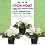 African Violet Live Plant in 4" Pot, White African Violets Plants Houseplant Well-Rooted, Indoor Outdoor Blooming, Holiday Flower Bush