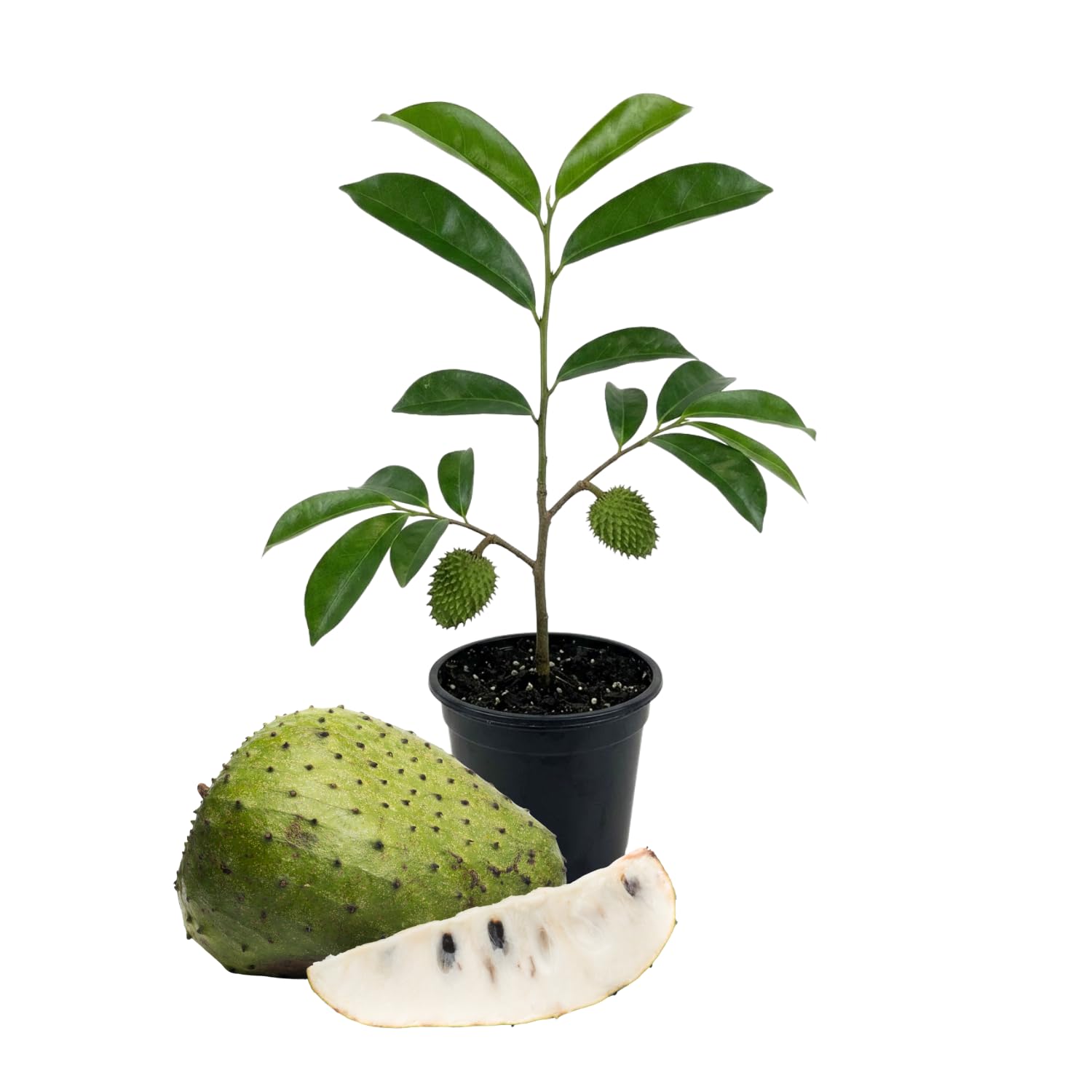 Soursop Tree Plant Live, Well Rooted Sweet Soursop Fruit Plants, Annona Muricata Soursop Tree, Container and Garden Growing