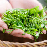 Camellia Sinensis Plant Tree, 3 to 5 Inches in Height, Camellia Sinensis Live Plant Tea Tree Plant for Gardening Indoor