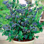 2 Southern Highbush Blueberry Plants Live for Outdoor Growing, Sweet Blueberry Trees Live Plants, Blueberries Bushes, Hardy and High Yield Seedlings, Starter 4 to 7", No Pot