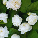 2 Grand Duke of Jasmine Plants Live, Blooming Jasmine Live Plants, 5 to 7 Inches Tall