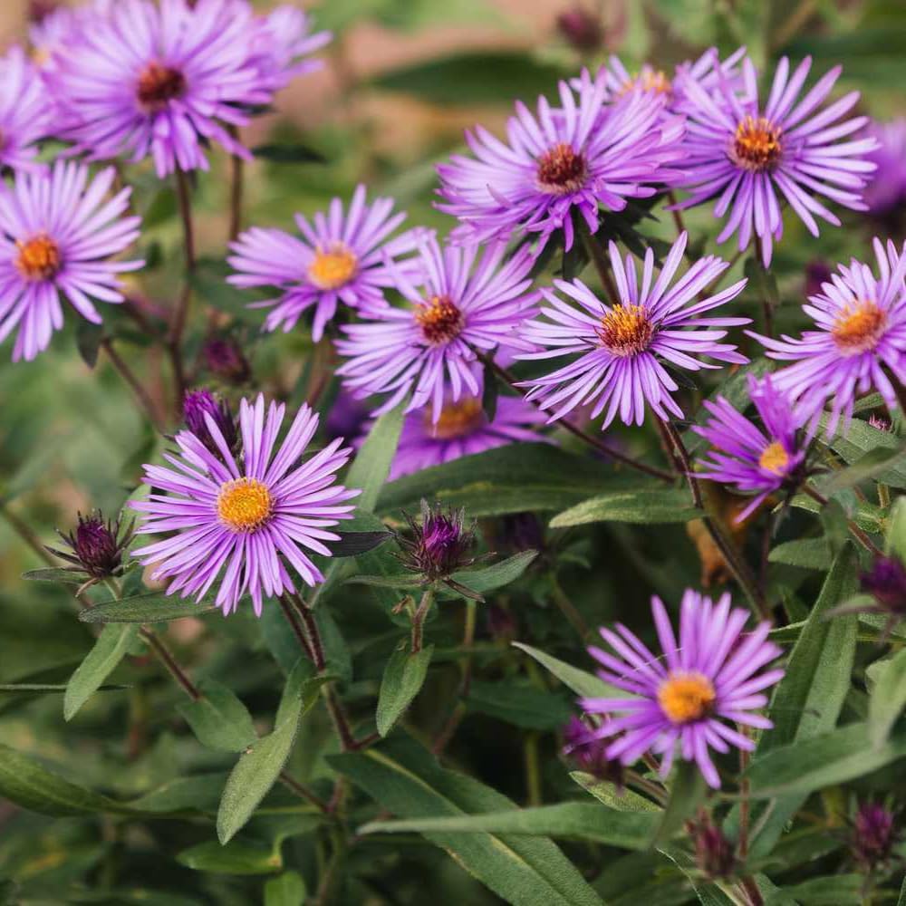 Set 2 Purple Aster Plants Live, Perennial Purple Flowers for Garden, 4-6 Inches Flowering Aster Plants Flower Outdoor Planting