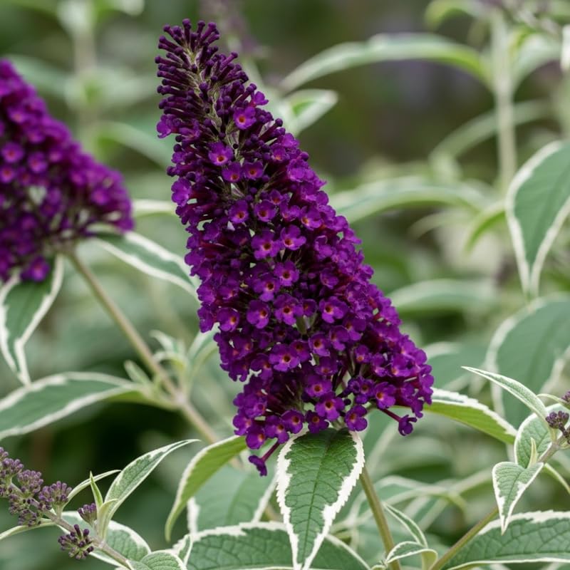 AVERAR 6 Months Old Variegated Butterfly Bush Live Plant, Butterfly Bushes Ready to Plant Outdoor, Buddleia Plant Bush Shrub 5-7 Inches Tall, No Pot, Color Purple or Light Purple