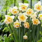 10 Double Daffodil Bulbs, Multicolored Daffodil Bulbs, Cold Hardy, Fall Planting Outdoor Garden