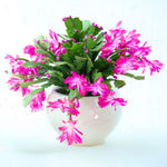 True Thanksgiving Cactus Plant Live in 4" Pot, Ready to Bloom, Holiday Christmas Cactus Plants Live, Vibrant Blooms (Pink)