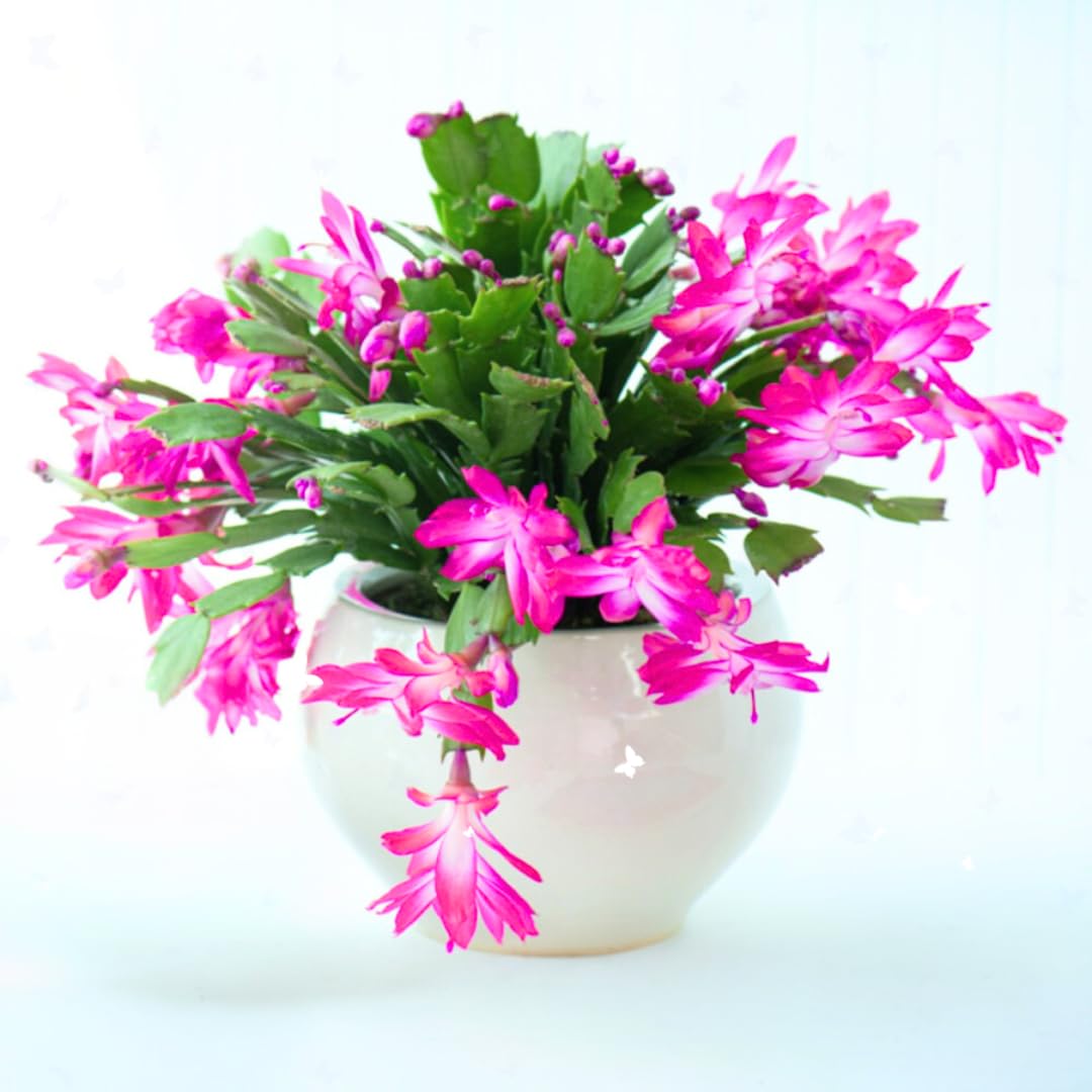 True Thanksgiving Cactus Plant Live in 4" Pot, Ready to Bloom, Holiday Christmas Cactus Plants Live, Vibrant Blooms (Pink)