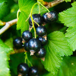 Consort Black Currant Plant Live, Black Currant Bush Live Plant, 1 Year Old, Currant Berries Currant Tree, Currant Fruit Bare Root