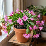 Easter Cactus Plant Live, Pink Easter Cactus, 2 Inches Pot, 3-5 Inches Tall, Indoor Flowering Succulent for Homes, Offices and Container