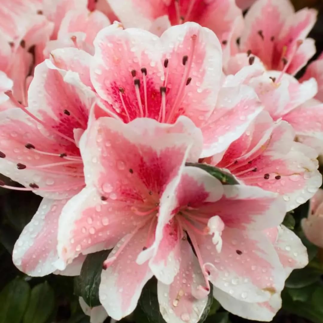 Pink Variegated Azalea Plant Live for Outdoor Spring Planting, 5-9" in Tall, No Pot, Bicolor Blooms