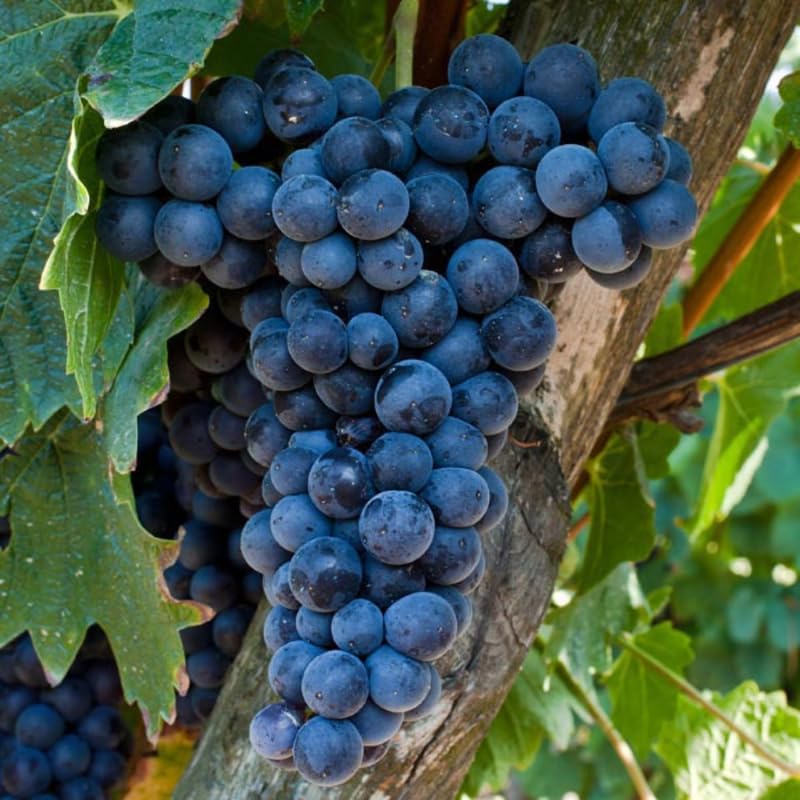 Deep Purple Seedless Grape Vines Live Plants for Planting, 5-10" Grape Tree for Outdoor Garden, Dormant in Winter, Cold Hardy, Sweet Flavor