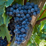Bluish-Black Seedless Grape Vines Live Plants for Planting, 5-10" Grape Tree for Outdoor Garden, Dormant in Winter, Cold Hardy, Sweet Flavor