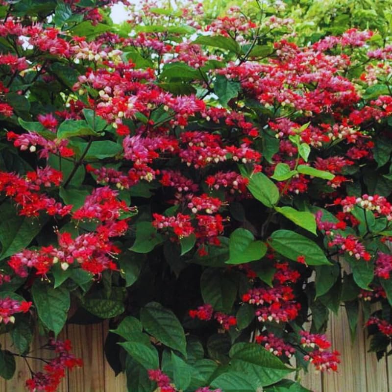 Clerodendrum Plants Live Well-Rooted for Outdoor Planting, Red Purple Clerodendrum Thomsoniae Bleeding Heart Tropical Live Plant, 5"-9" in Tall