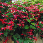 2 Clerodendrum Live Plants, Clerodendrum Thomsoniae Red Purple Blooms, 5-9 Inc Tall