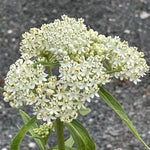 2 White Milkweed Plants Live, Tropical Butterfly Milkweed 4-8 Inches, Perennial Milkweeds Flowers Well Rooted Container or Outdoor Growing