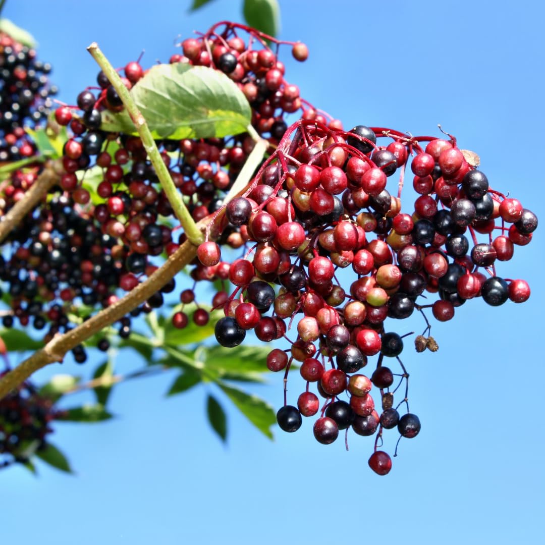 Set of 10 Elderberry Cuttings Plant, Elderberry Fruit Plant, Black Elderberries, 6-8 Inches Long, Ready to Grow