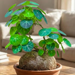 Stephania Plant, Stephania Cephalantha Live Caudex, 2-2.5 Inches Wide, Rare Succulent for Indoor Outdoor Decoration, 4-5 Cm