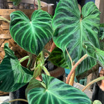 Large Heart-Shaped Philodendron Plant Live, Rare Tropical Variegated Live Indoor Houseplant, Starter Plants No Pot, 5-9" in Tall