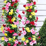 4 Mix Mandevilla Plants, Flowering Mandevilla Vine, 4-6” Tall,Trailing Outdoor Plant for Trellises, Hanging Baskets, or Pots