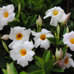 Mandevilla Plant Live, 4 to 7 Inc Tall Seedling, White Mandevilla Vine Plants, Perennial Flower Mandevilla Starter Plant Indoor Outdoor Garden