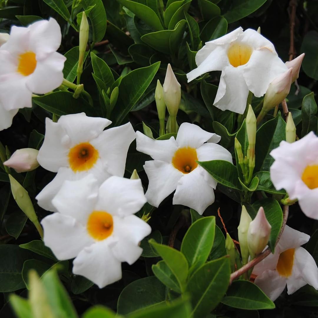 Mandevilla Plant Live, 4 to 7 Inc Tall Seedling, White Mandevilla Vine Plants, Perennial Flower Mandevilla Starter Plant Indoor Outdoor Garden