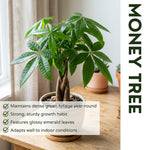 Money Tree Plant Live, Potted Money Tree, 6-10 Inc Tall, Easy Care Indoor Houseplant for Home, Office Display