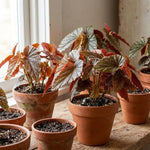 Begonia Live Plant, Begonias Live Plant, Rare Begonias Plants, 5-7 Inches in Height for Indoor Houseplant (Pink Leaf with White Spots Begonia)