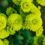 Green Chrysanthemum Plant, Set 2 Green Mums Plants Live, Hardy Perennial Mum Live Plant, 3 to 6 Inch Tall Garden Mum Starter Plants for Garden Beds, Containers, Vibrant Fall Blooms, No Pot