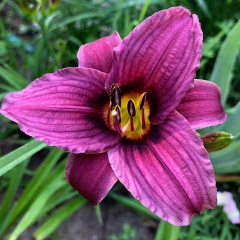Set 10 Purple Daylily Bulbs for Planting, Hardy Perennial Lily Roots for Colorful Summer Blooms