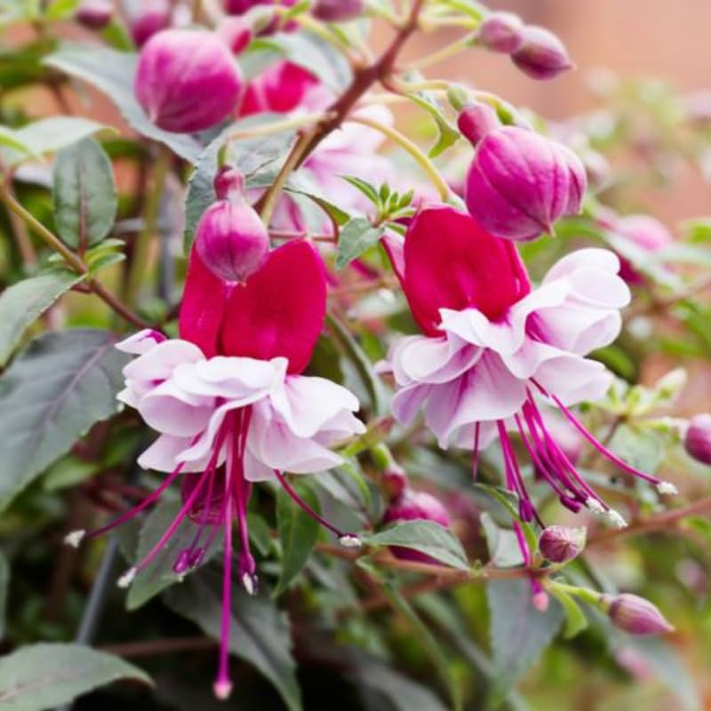 2 Pink Purple Fuchsia Flower Plants, 4 Inc Long, Fuchsia Plants Live, Perennial Flower Plants, Live Fuchsia Plants for Garden