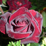 Black Red Velvet Climbing Rose Live Plant, 6 Months Old Starter, Fragrant Purple Climbing Roses for Planting Outdoor, No Pot