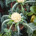 Cauliflower Plant Live in 4'' Pot, Cauliflower Vegetables Ready to Grow, Starter Plants 4-6 Inch Tall, 2 Plants per Pot