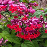 2 Bleeding Heart Live Plants, 5-9 Inches, Clerodendrum Bleeding Heart Vine, Bell Shaped Flowers Well Rooted (Purple Bleeding Heart)