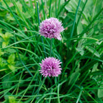 10 Chives Plants, Hardy Chives Leeks Plants Rooted, Perennial Vegetables, Outdoor Growing 2-5 Inch Tall