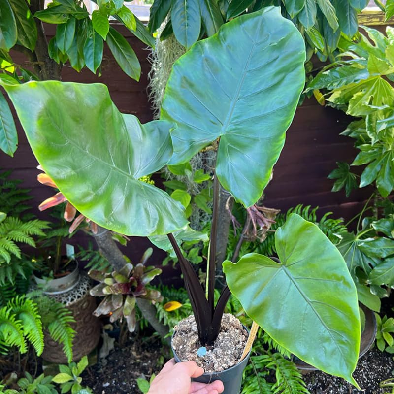 Black Stem Alocasia Plant 4-8 Inch Tall, Tropical Alocasia Indoor Houseplant, Well Rooted Elephant Ear for Growing