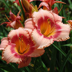 Set 10 Strawberry Daylily Bulbs for Planting, Hardy Perennial Lily Roots for Colorful Summer Blooms