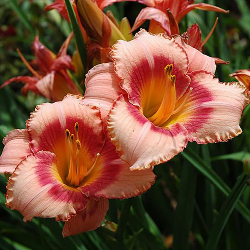 Set 10 Strawberry Daylily Bulbs for Planting, Hardy Perennial Lily Roots for Colorful Summer Blooms