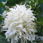 Set of 3 White Shrimp Plants Live, Shrimp Plant, 5 to 6 Inc Tall, Live Shrimp Plants, Shrimp Flower Plant for Garden Indoor Outdoor