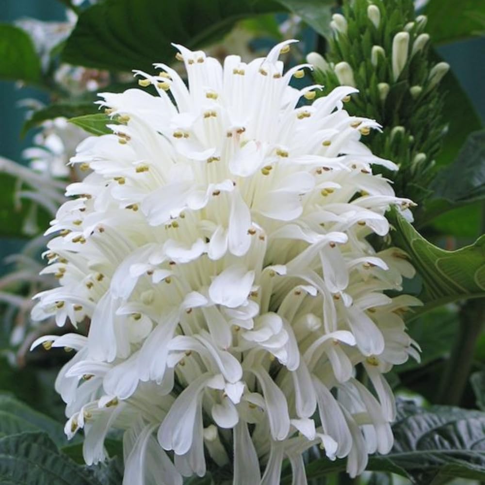 Set of 3 White Shrimp Plants Live, Shrimp Plant, 5 to 6 Inc Tall, Live Shrimp Plants, Shrimp Flower Plant for Garden Indoor Outdoor