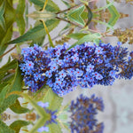 Pack 2 Butterfly Bush Live Plant, Fragrant Buddleia Shrub, 4-9 Inch Height, Vibrant Blooms for Landscaping (Blue Butterfly)