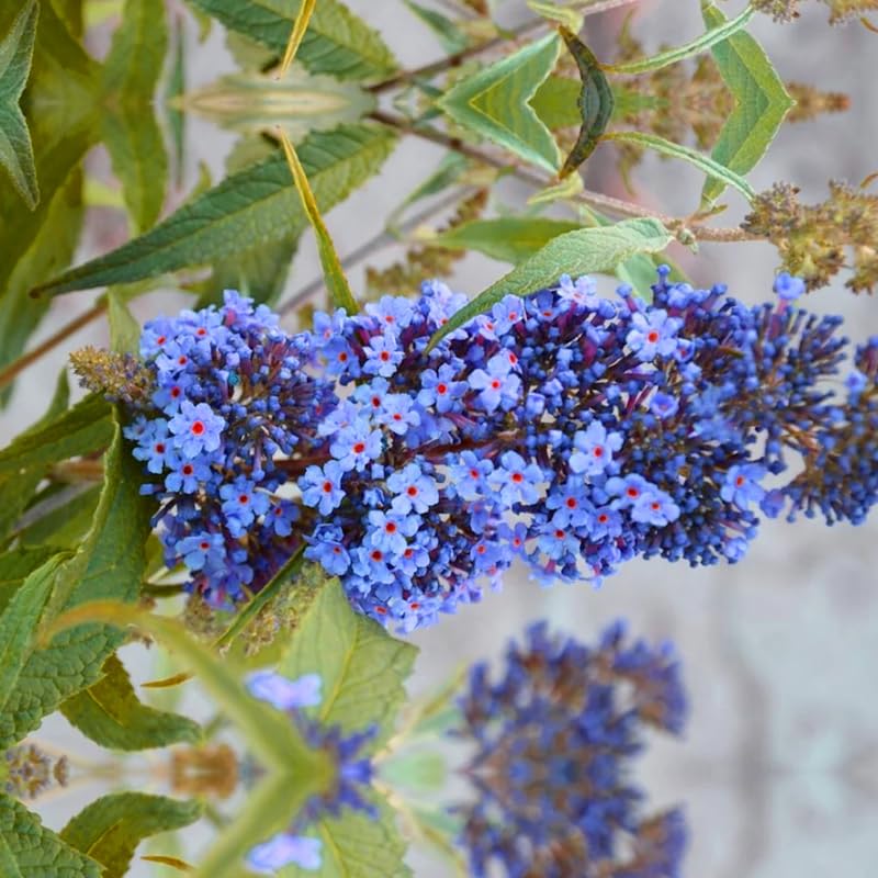 Pack 2 Butterfly Bush Live Plant, Fragrant Buddleia Shrub, 4-9 Inch Height, Vibrant Blooms for Landscaping (Blue Butterfly)