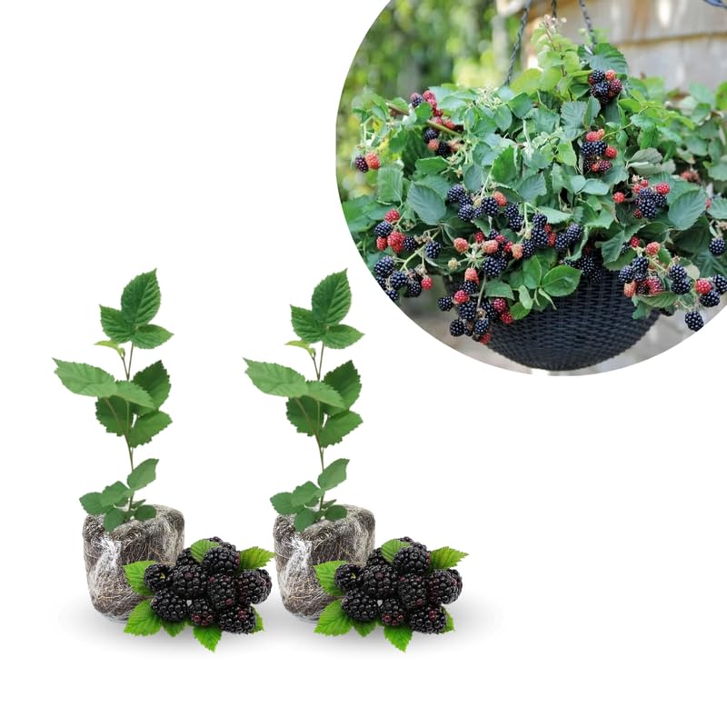 Pack 2 BlackBerry Live Plants, Perennial Blackberries Fruit Tree, Sweet-Pie BlackBerry Bushes 4-8 Inches Ready to Grow Outdoors