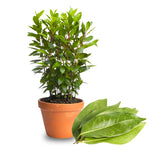 Laurus Nobilis Live Plant Tree Live, Bay Leaf Plants, Fragrant Sweet Laurel Bay Leaf Trees, Sweet Bay Laurel Live Plants from 5 to 9 Inc in Tall