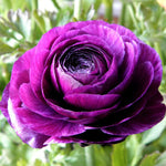 Pack of 30 Mix Flowers Bulbs for Spring Planting, Ranunculus Bulbs for Planting, Spring Blooms Vibrant Perennial Bulbs for Garden Borders (Purple Ranunculus)