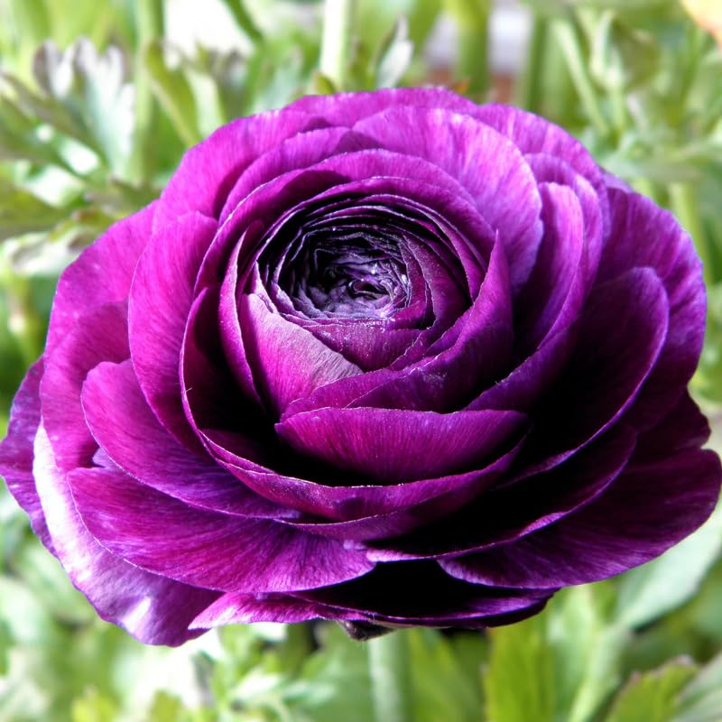Pack of 30 Mix Flowers Bulbs for Spring Planting, Ranunculus Bulbs for Planting, Spring Blooms Vibrant Perennial Bulbs for Garden Borders (Purple Ranunculus)