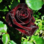 Black Red Rose Climbing Live Starter Plants, Fragrant Pink Climbing Rose for Planting Outdoor, No Pot, 1 Year Old Rose Plant, Well-Rooted Rose Plants Live Ready to Plant