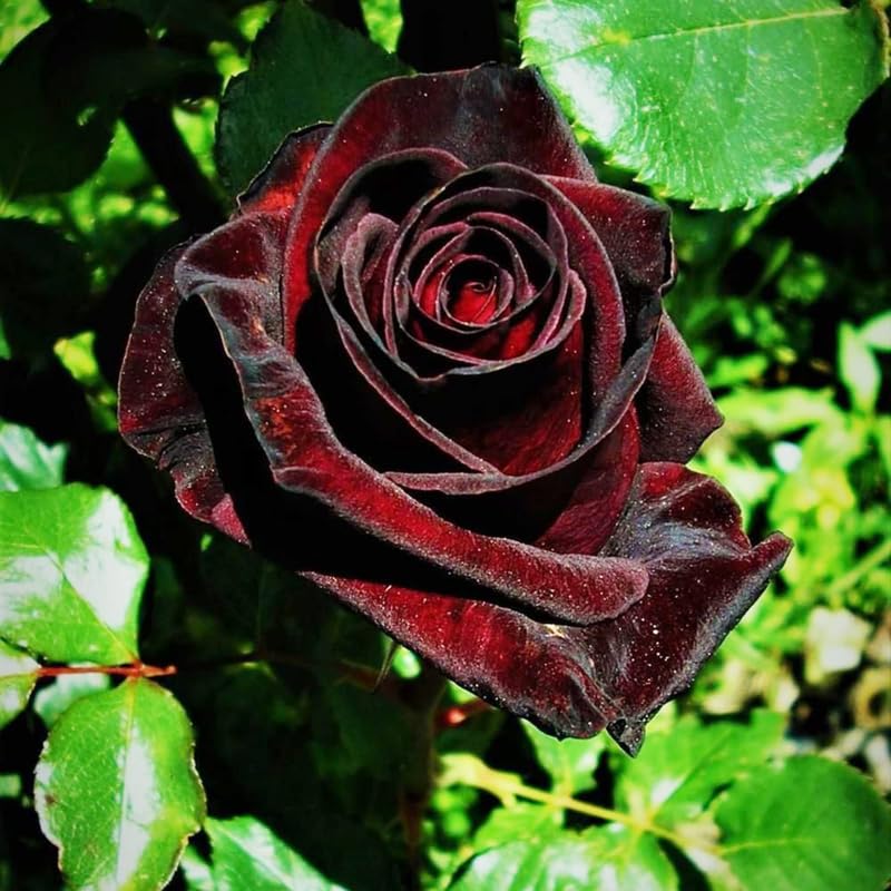 Black Red Rose Climbing Live Starter Plants, Fragrant Pink Climbing Rose for Planting Outdoor, No Pot, 1 Year Old Rose Plant, Well-Rooted Rose Plants Live Ready to Plant