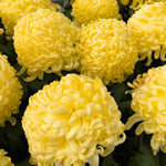 Chrysanthemum Flower Plant, Double Yellow Mums Plant Live for Gardening Outdoor, 5 to 7 Inc Tall Well Rooted Mum Live Plant